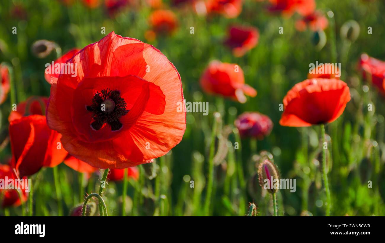 wild poppy flowers blooming in the field. summer nature background in evening light Stock Photo