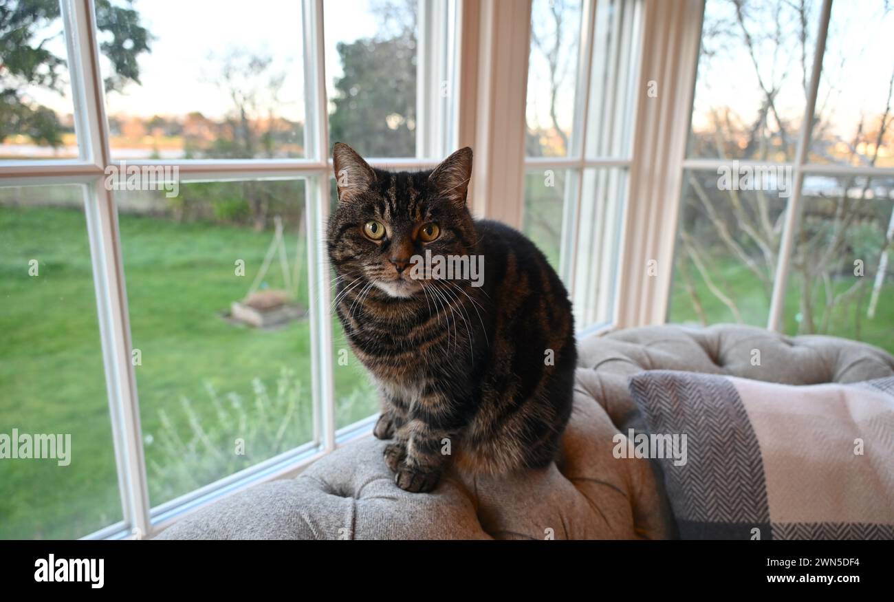 Cute Tabby cat by the window in countryside Stock Photo - Alamy