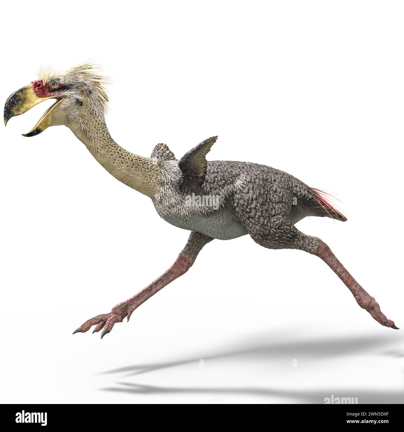 Phorusrhacos is an extinct genus of giant flightless terror birds that ...