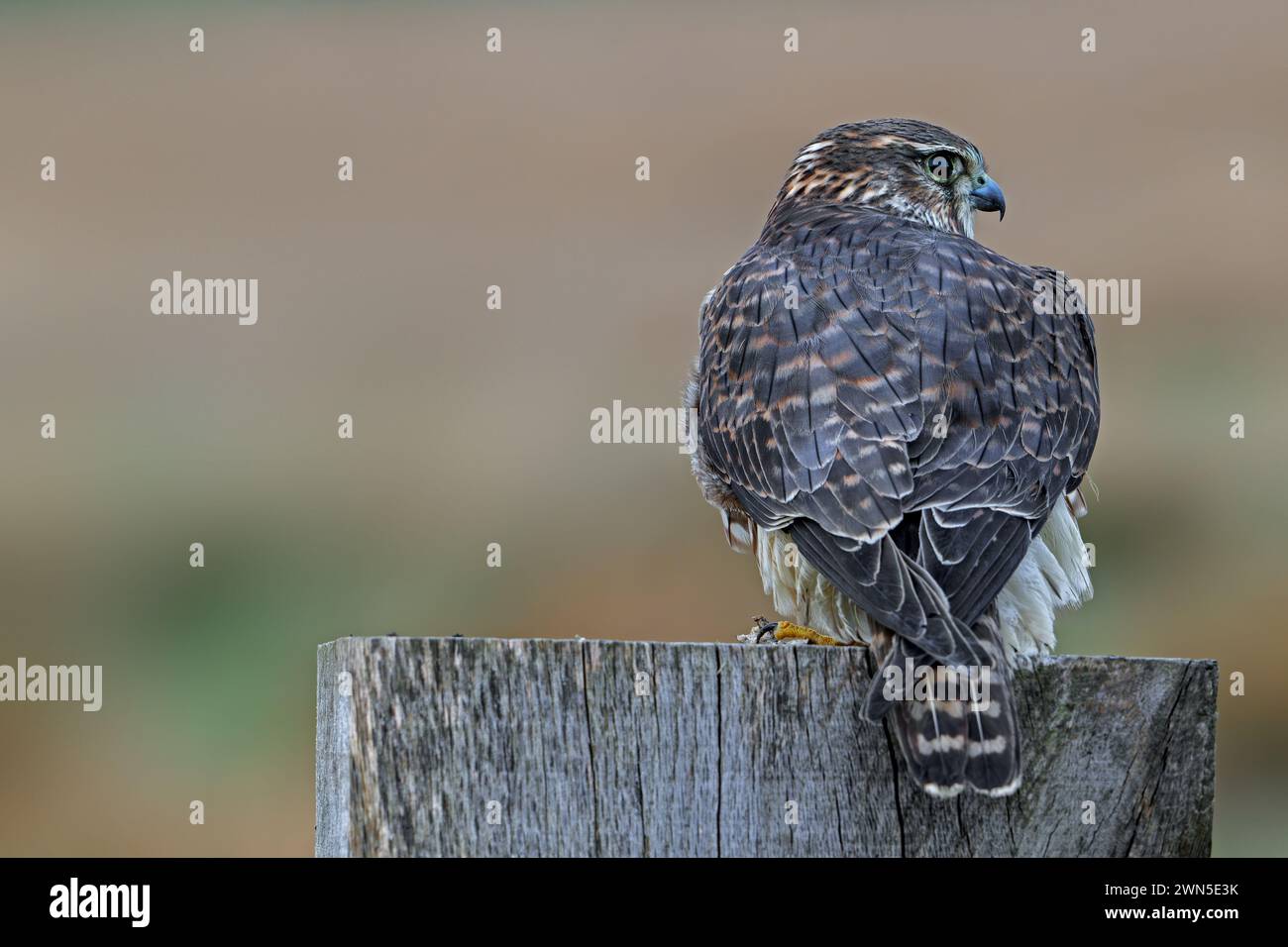 Eurasian merlin (Falco columbarius aesalon) female perched on wooden fence post along grassland in late winter Stock Photo