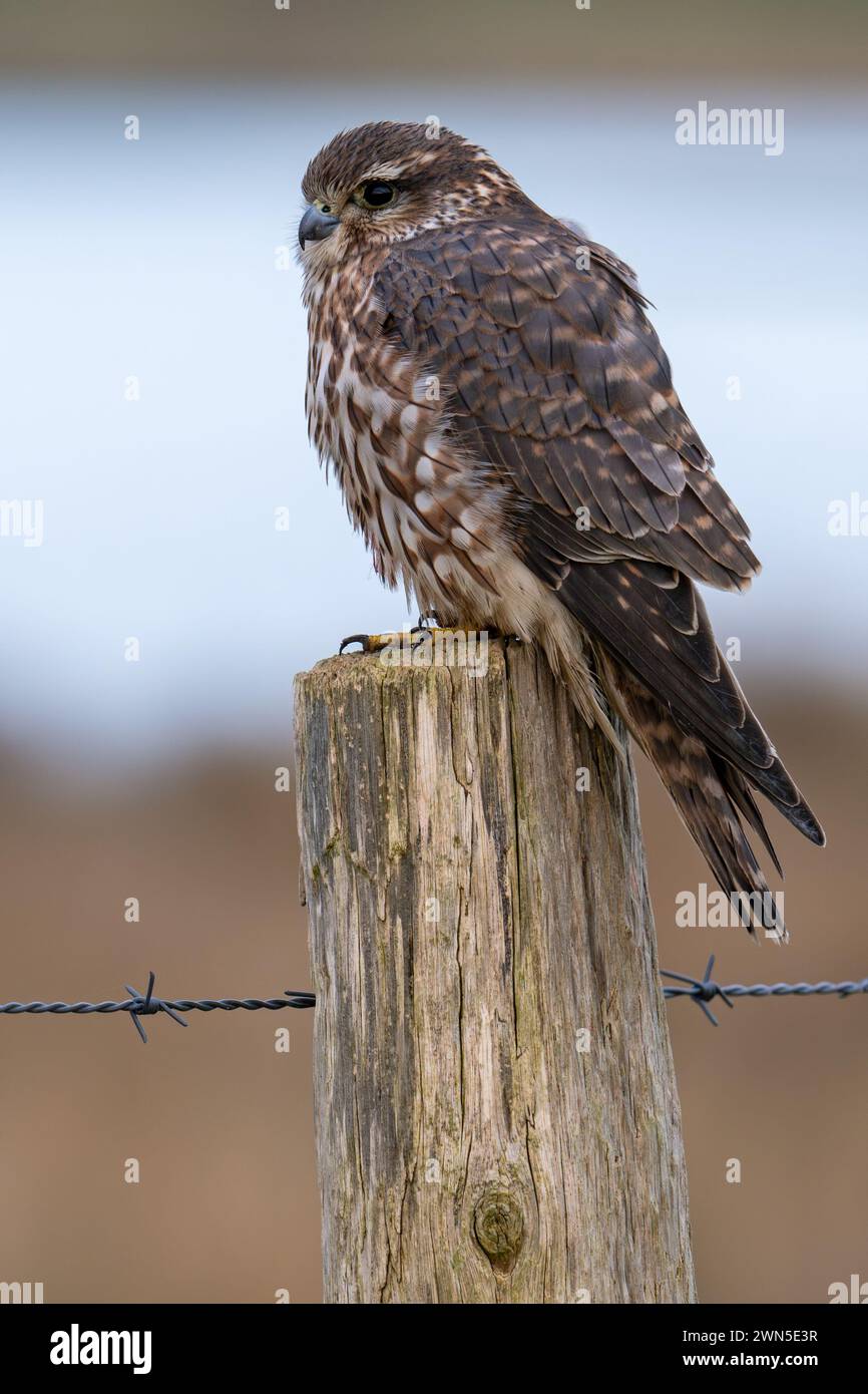 Eurasian merlin (Falco columbarius aesalon) female perched on wooden fence post along wetland in late winter Stock Photo