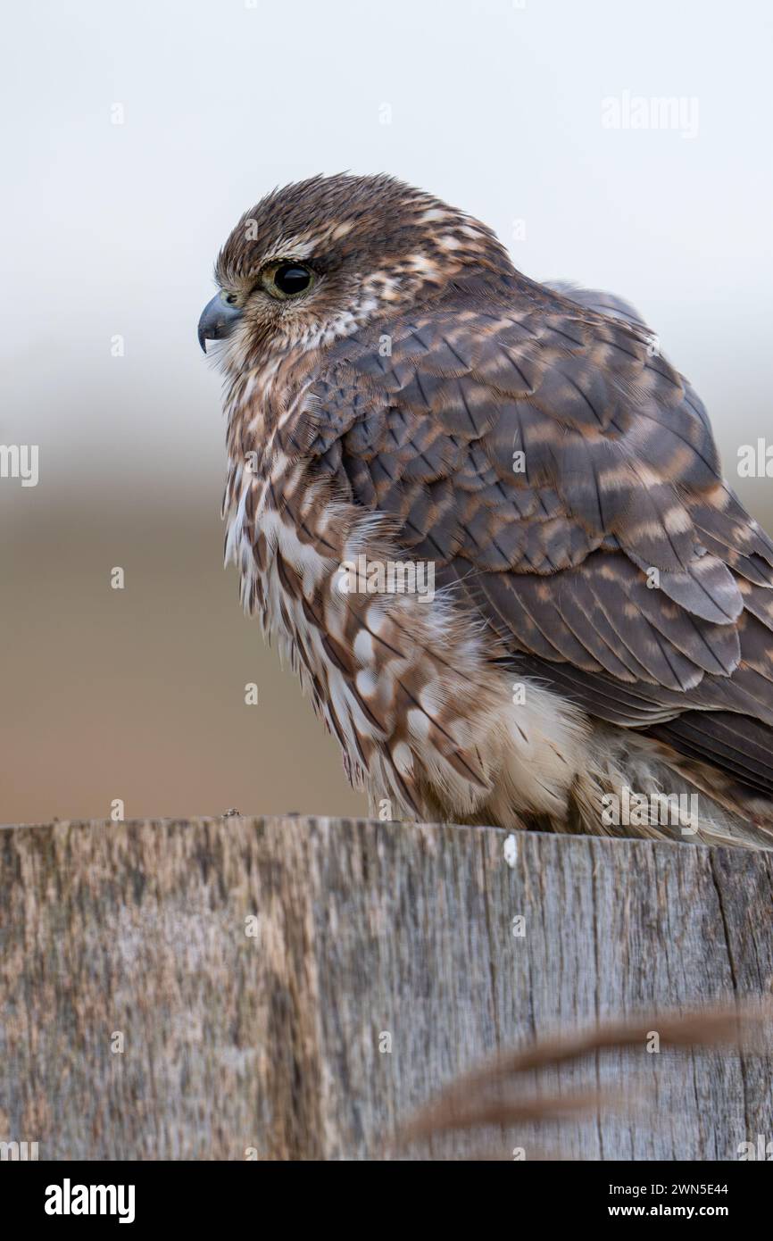 Eurasian merlin (Falco columbarius aesalon) female perched on wooden fence post along wetland in late winter Stock Photo