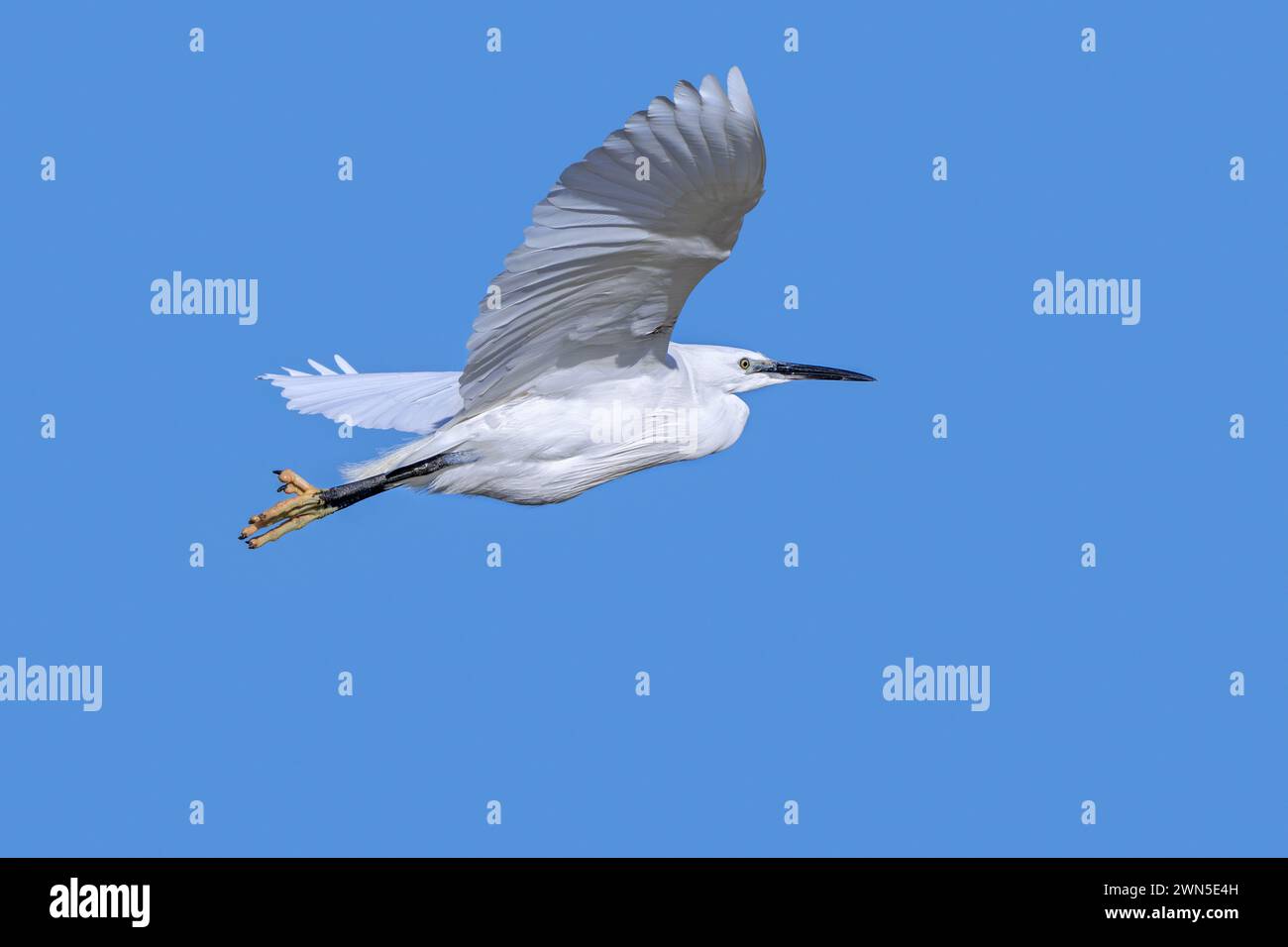 Little egret (Egretta garzetta) flying against blue sky along the North ...