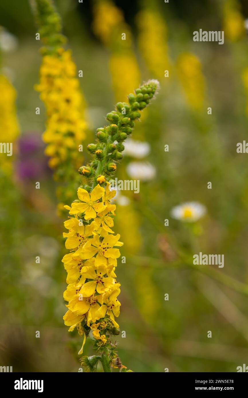 Summer in the wild among wild grasses is blooming agrimonia eupatoria. Stock Photo