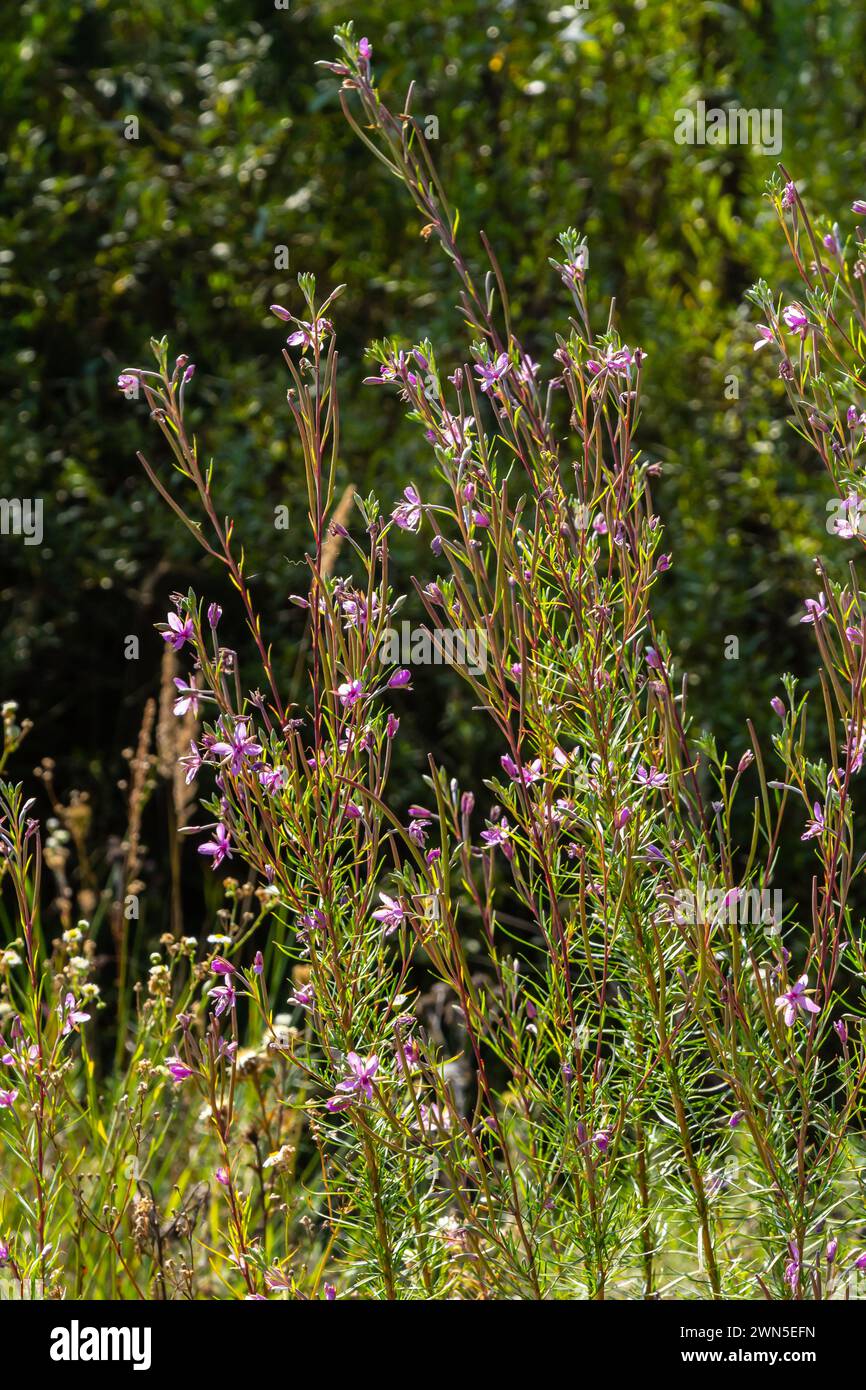 Pink Flowering Chamerion Dodonaei Alpine Willowherb Plant Stock Photo