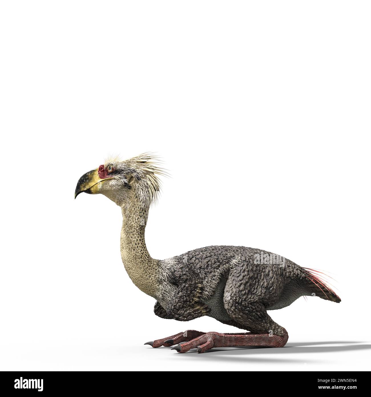 Phorusrhacos is an extinct genus of giant flightless terror birds that inhabited South America during the Miocene Stock Photo