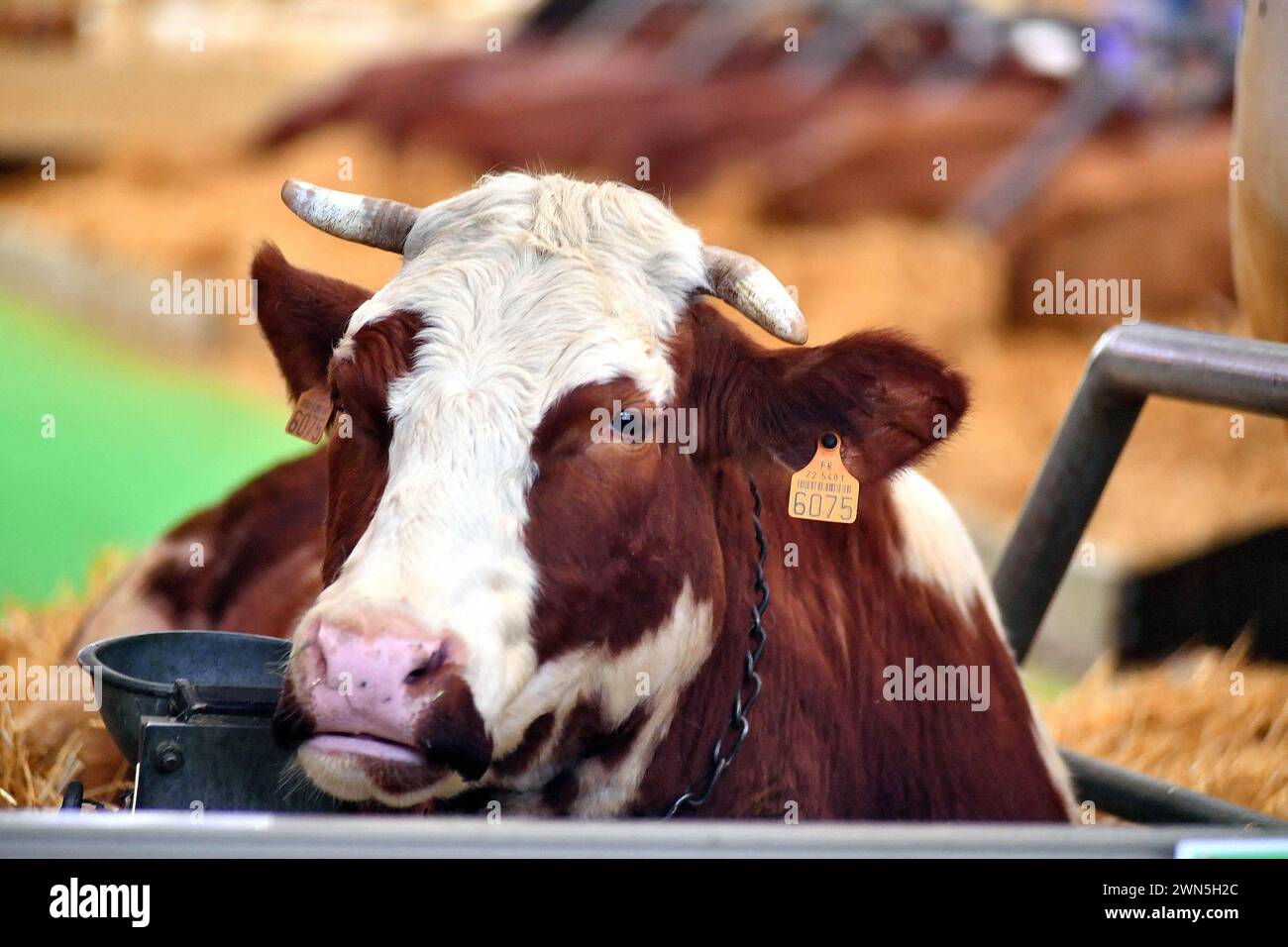 Illustration of abondance cow at SIA 2024 during the 60th edition of Paris International Agricultural Show in Paris, France on February 28, 2024. Photo by Patrice Pierrot/ABACAPRESS.COM Stock Photo