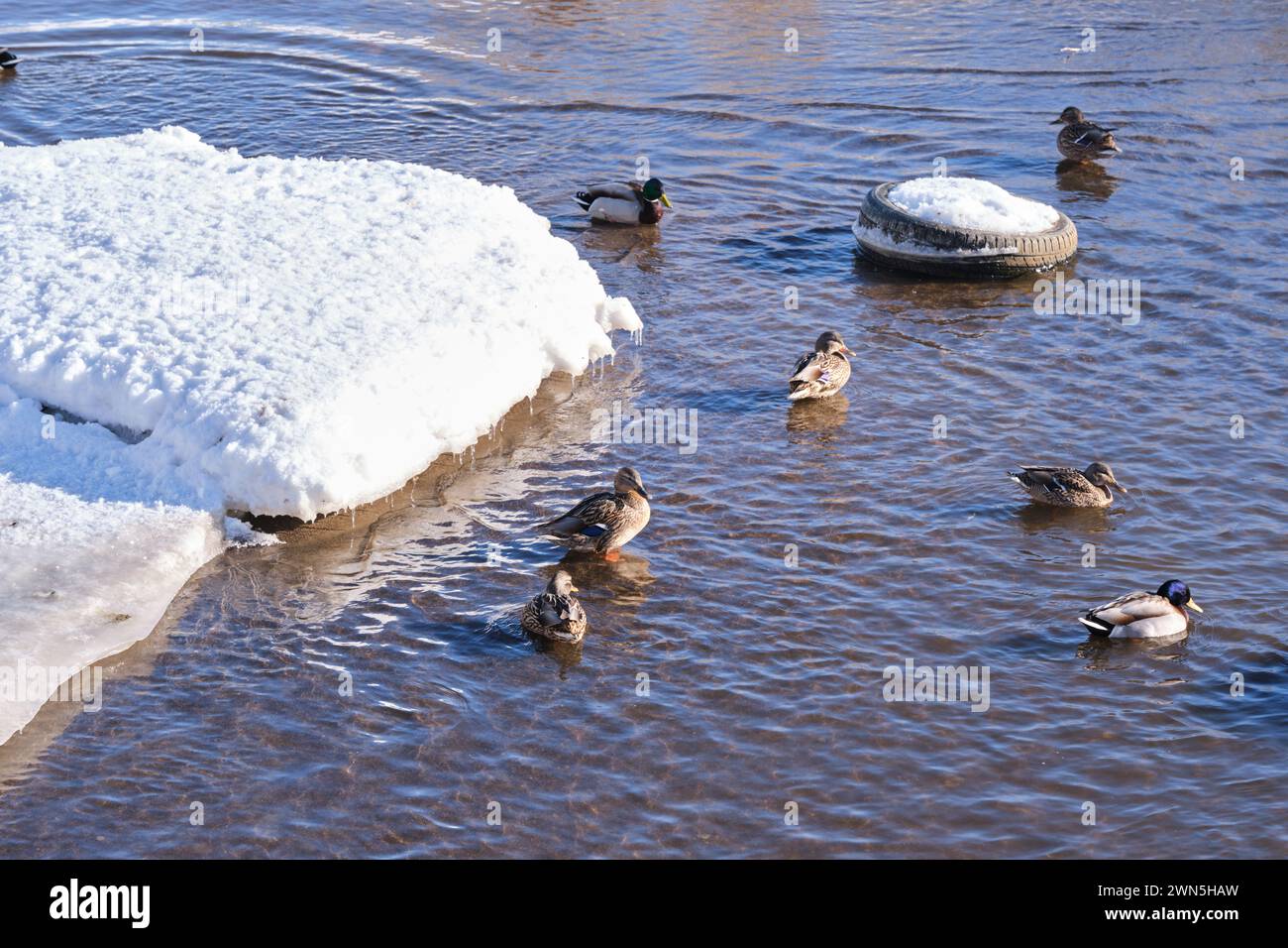 Ducks swim in winter in a polluted river among floating debris ... - Environmental Effects On Duck Behavior
