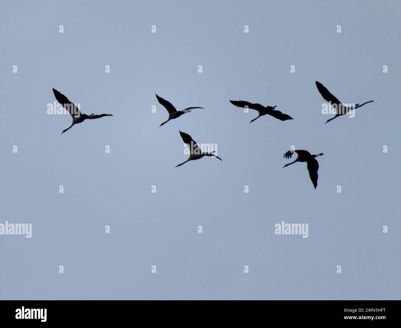 Blick auf eine Formation Kraniche auf dem Flug in ihr Sommerquartier Kraniche ueber dem Rhein-Kreis Neuss *** View of a formation of cranes flying to their summer quarters Cranes over the Rhine district of Neuss Stock Photo