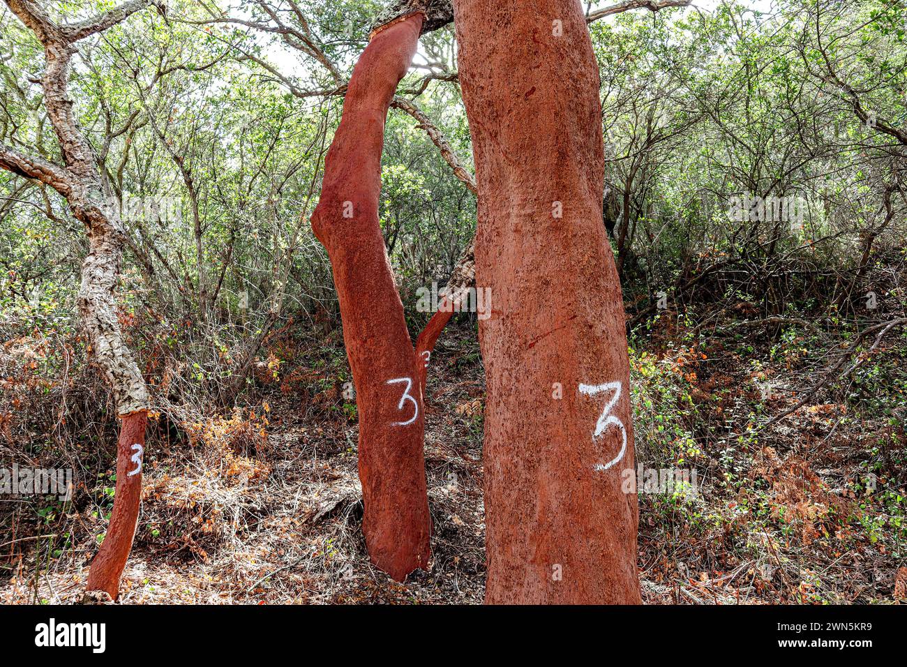 Harvested cork oak (Quercus suber) trunk in an old forest, landscape with typical portuguese vegetation, sustainable cork material, number 3 indicates Stock Photo