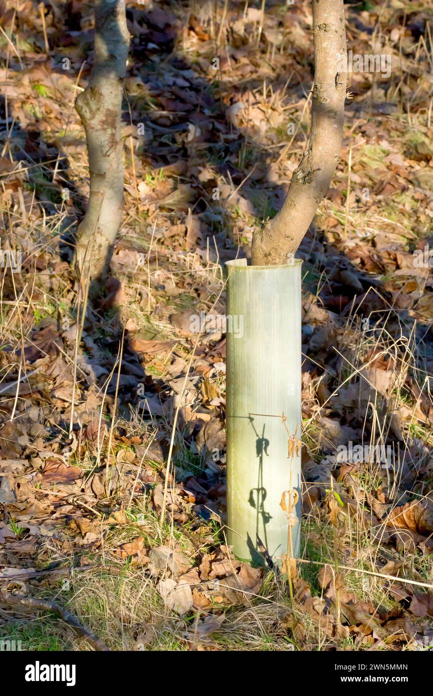 Close up showing a protective plastic tube or sleeve or protector surrounding the trunk of a young oak tree in a newly planted wood. Stock Photo