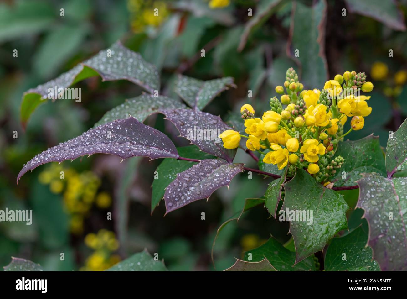 Berberine or Chinese Barberry (Berberis sp.), shrub with small yellow flowers, covered with raindrops Stock Photo