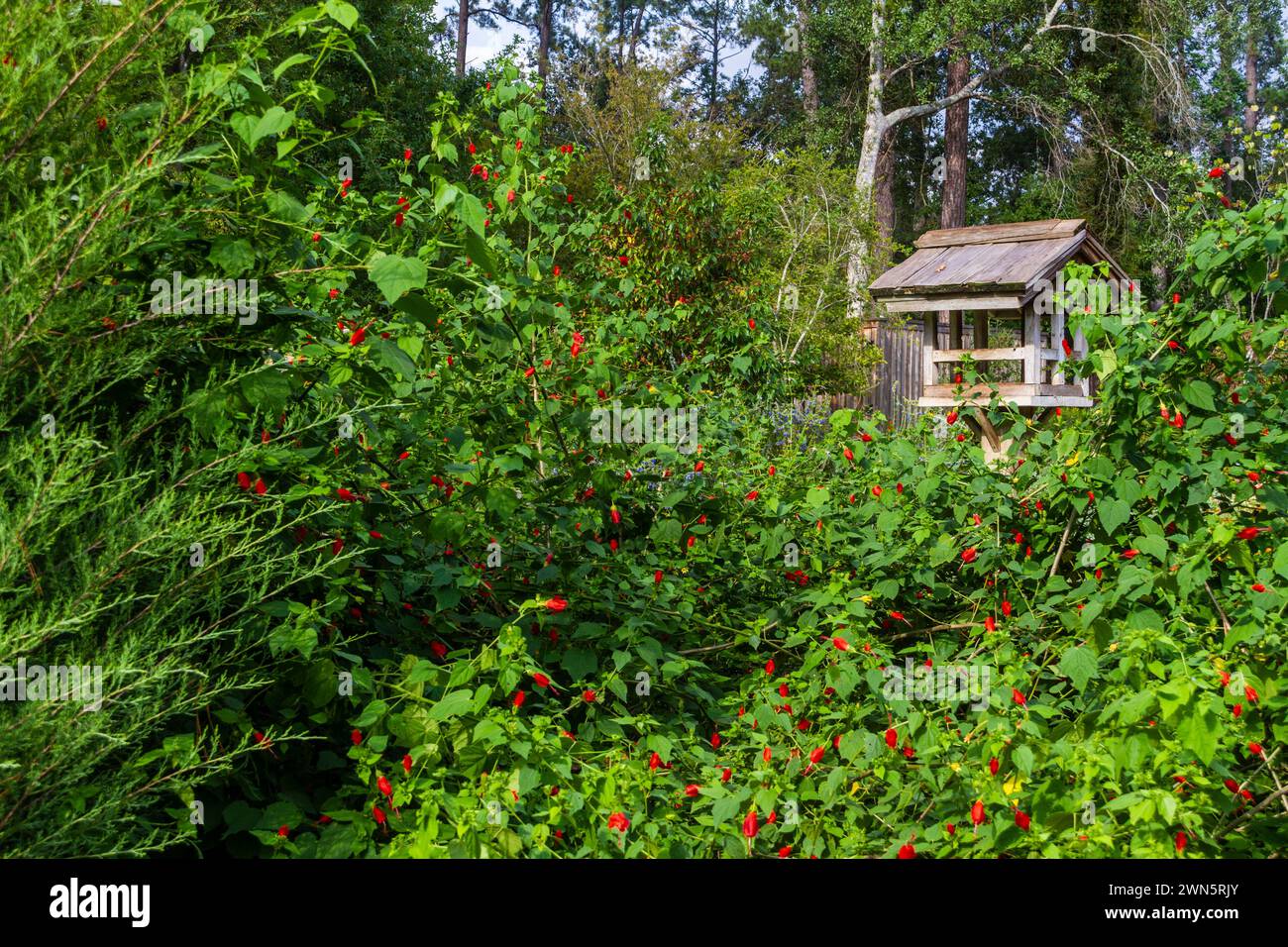 Bird House garden scene with Fuchsia flowers. Stock Photo