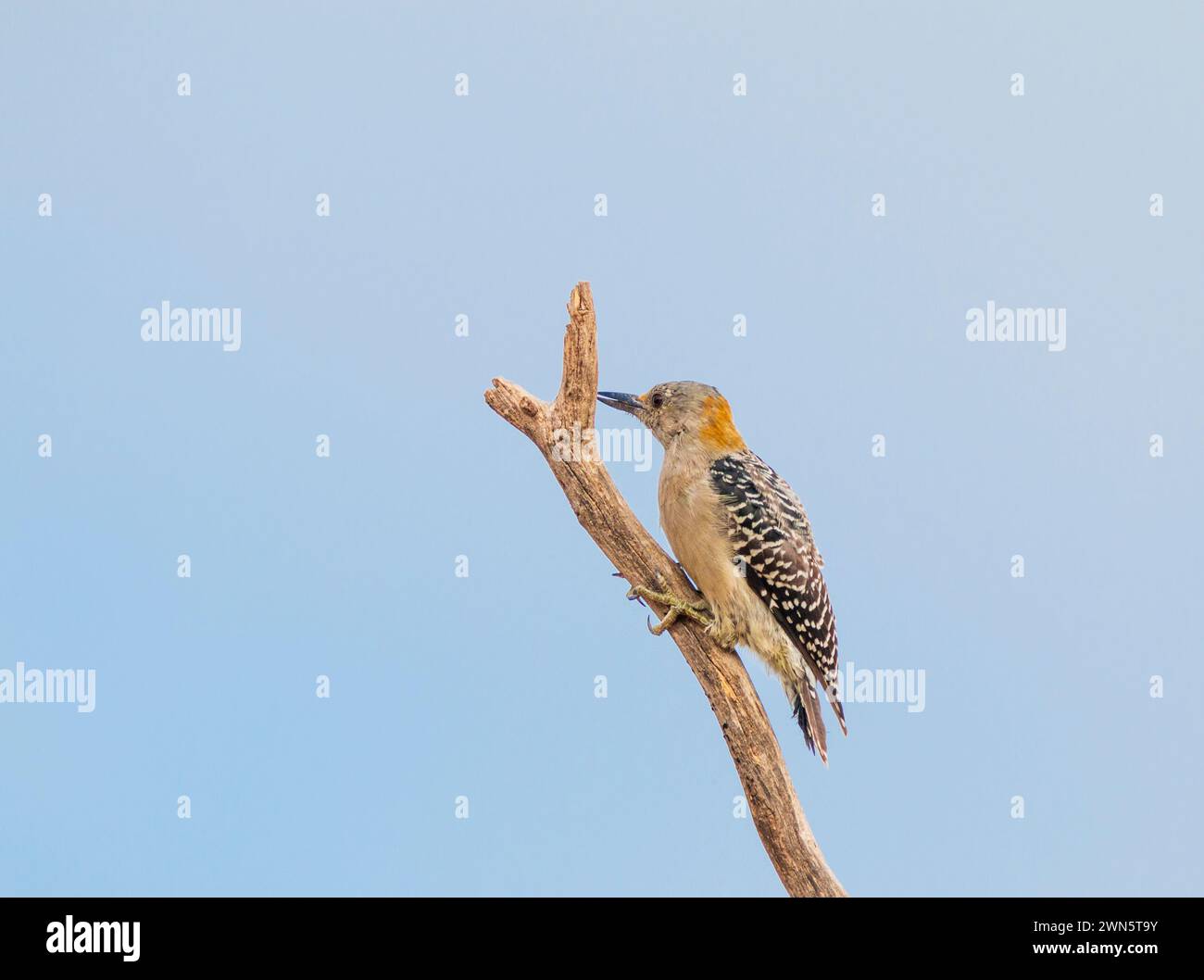 Golden-fronted Woodpecker, Melanerpes aurifrons, in Southwest Texas. Stock Photo