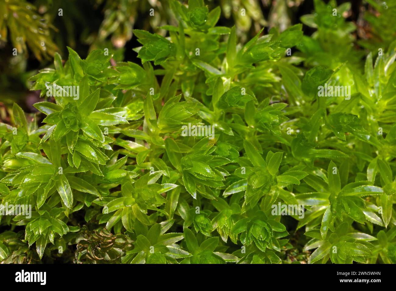 Mnium hornum (Swan’s-neck Thyme-moss) is common on acidic soil, logs and rocks. It is native to Europe and eastern North America. Stock Photo