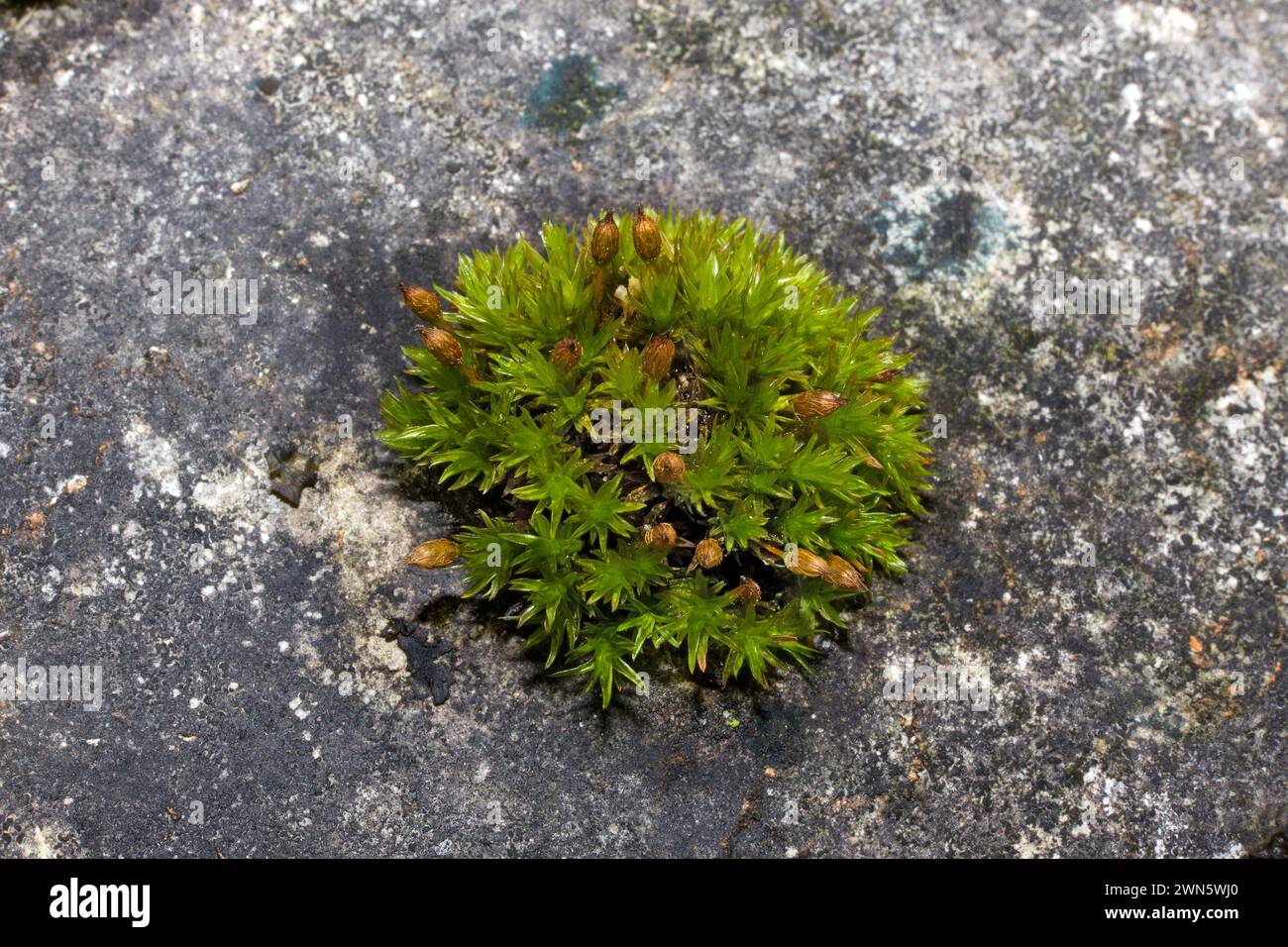 Orthotrichum anomalum (Anomalous Bristle-moss) is common on concrete, gravestones and wall tops. It is cosmopolitan in the Northern Hemisphere. Stock Photo