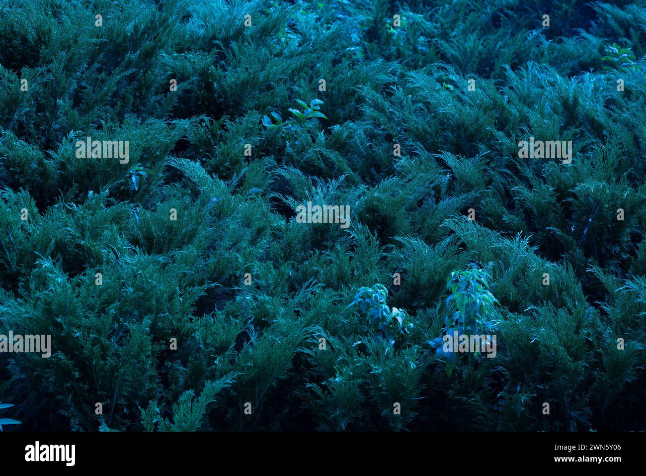 Juniper hedge texture in dark green tones, close up Stock Photo