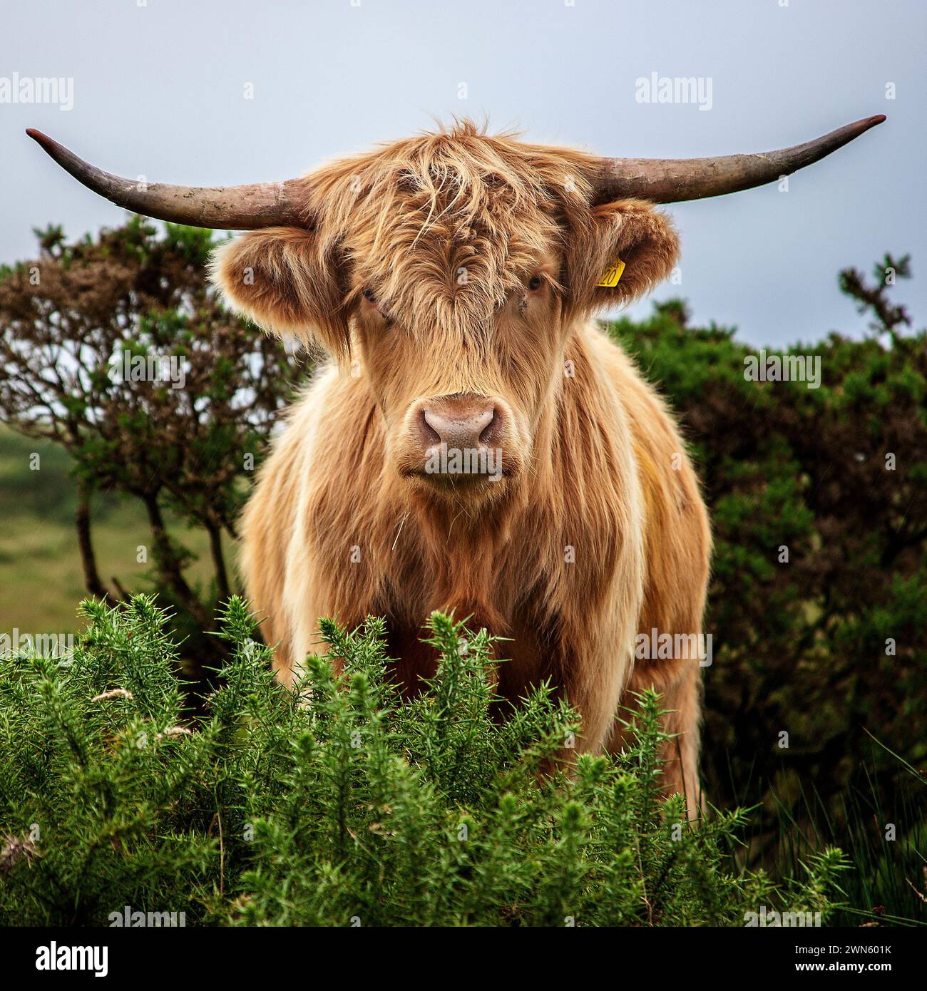 long horn cattle on Bodmin moor Cornwall UK Stock Photo