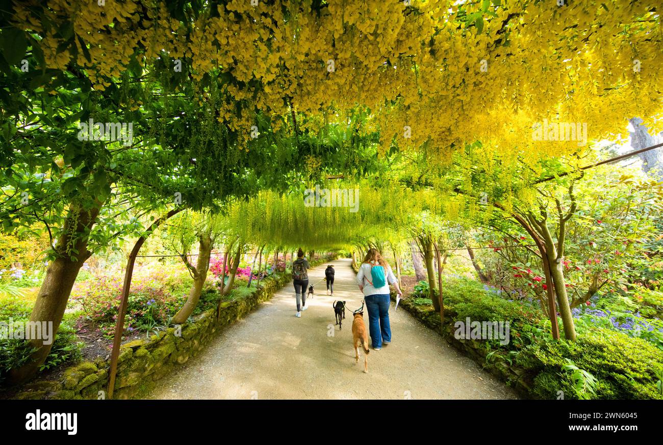 16/05/19 Evening visitor with their dogs in the Laburnum Arch. Mild ...