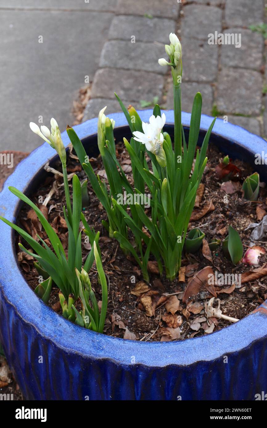 Narcissus Paper Whites Early Spring Bulbs Stock Photo