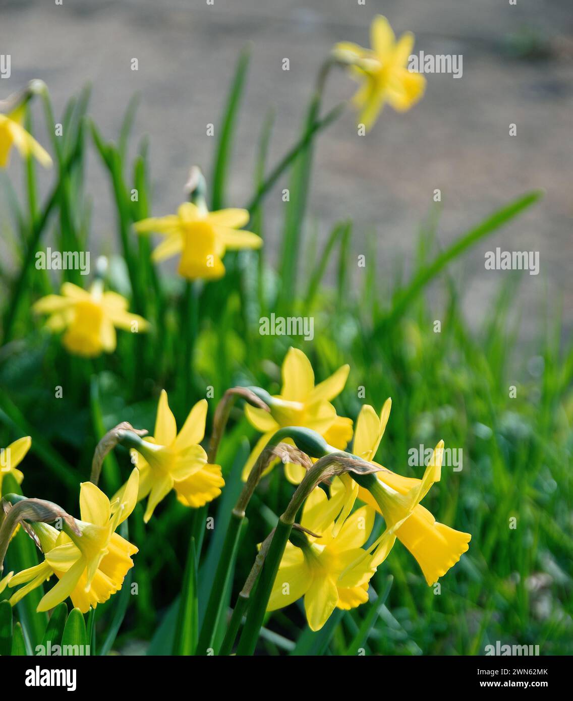 Narcissus Têteàtête' is the alltime bestselling miniature daffodil