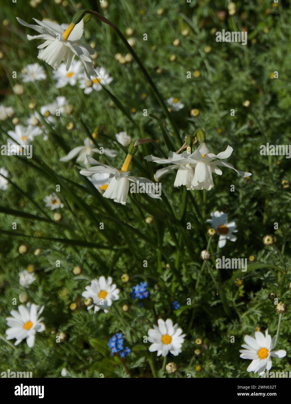 Narcissus Thalia, Anthemis cupaniana and blue myosotis Stock Photo
