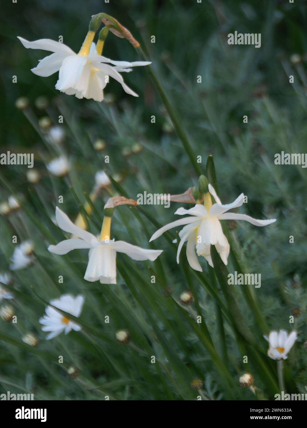 Narcissus Thalia and Anthemis cupaniana Stock Photo