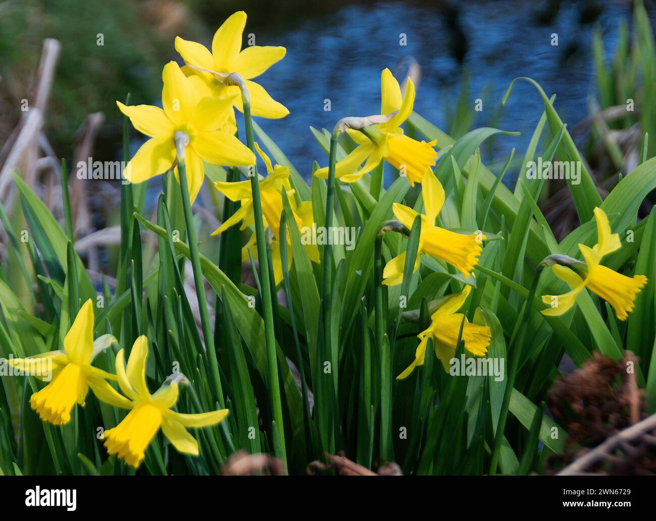 Narcissus Tête-à-tête' Stock Photo