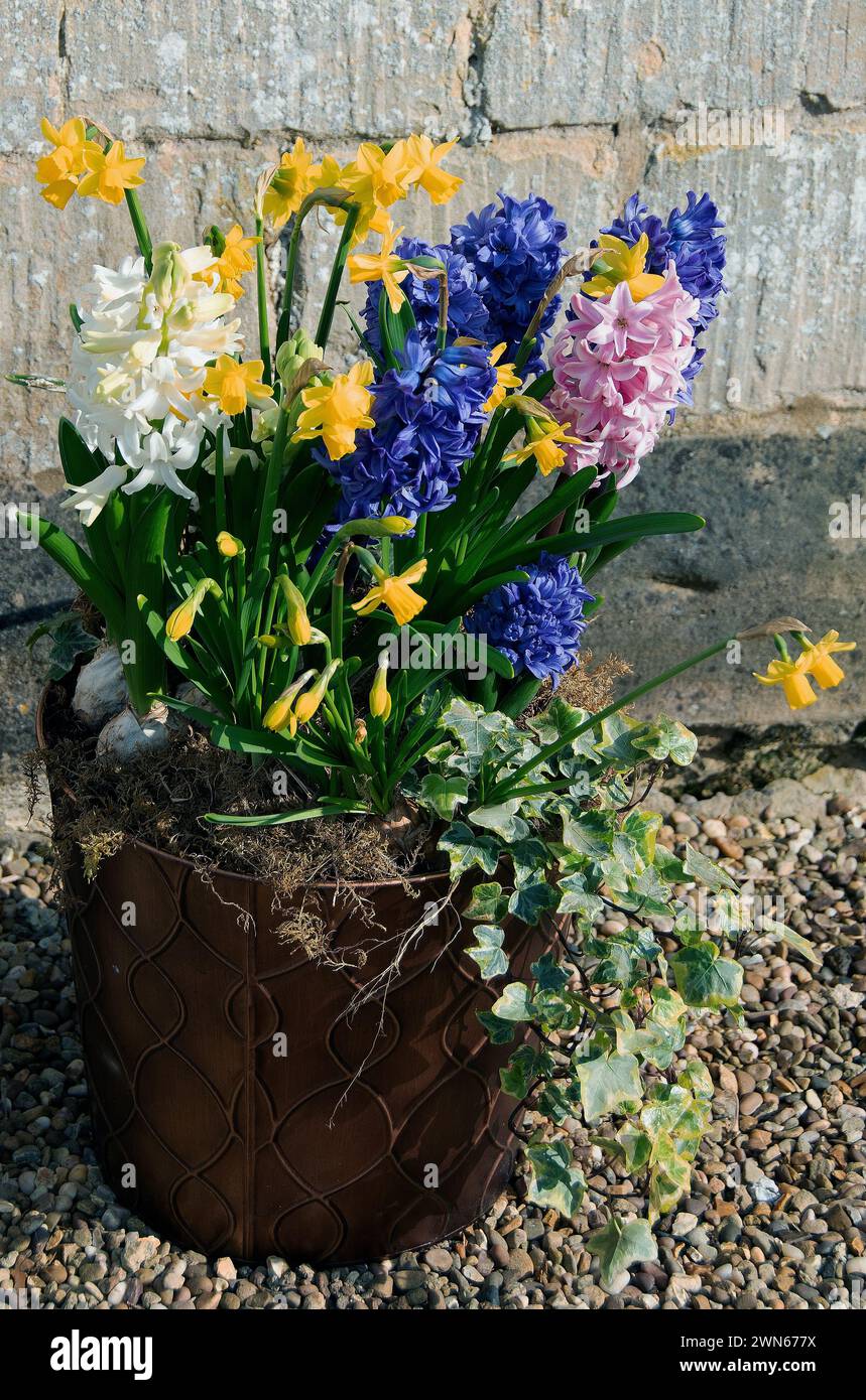 Spring pot with Narcissus & hyacinth Stock Photo
