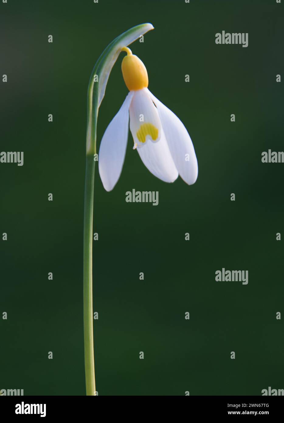 Galanthus 'Primrose Warburg' an old snowdrop cultivar, with grey-green, strap-like leaves.. The flowers have a distinctive, intense-yellow ovary. The Stock Photo