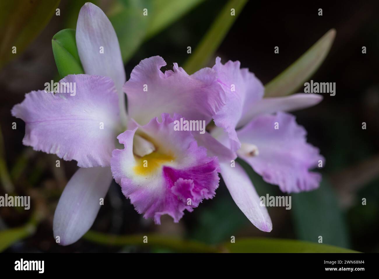 Closeup of lilac orchid known as Christmas orchid or Flor de Mayo, May flower Stock Photo