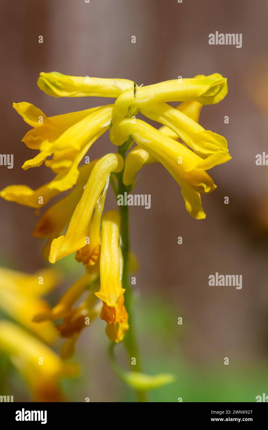Macro shot of yellow corydalis (pseudofumaria lutea) flowers in bloom Stock Photo
