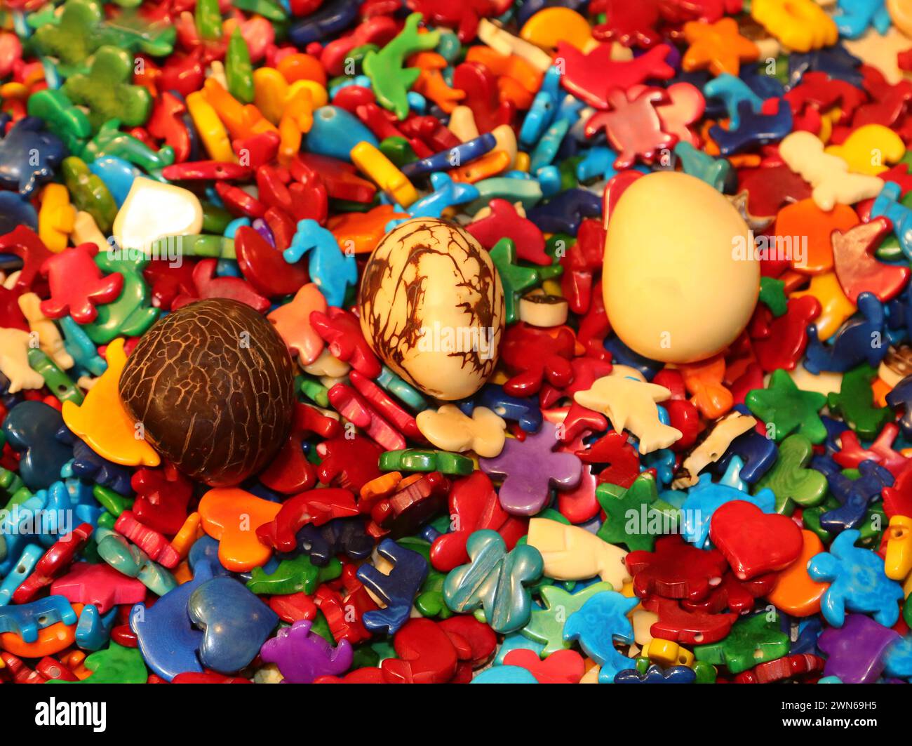 Three seeds of the plant called TAGUA also known as vegetable ivory