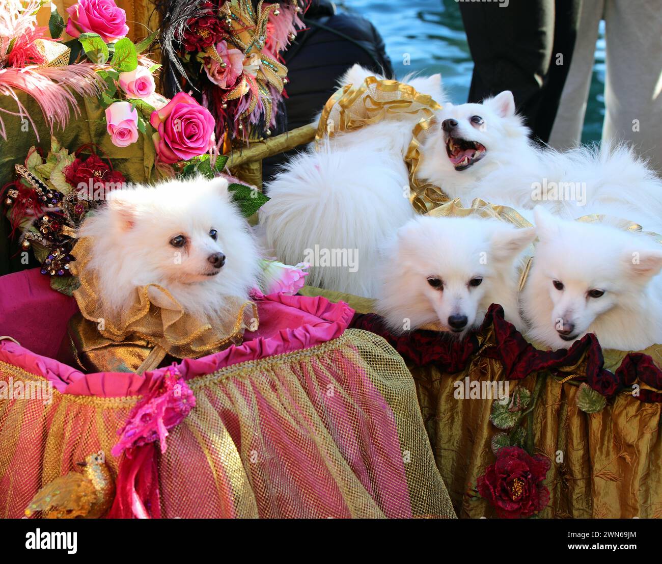Pomeranian dog breed similar to small foxes during the carnival festival Stock Photo
