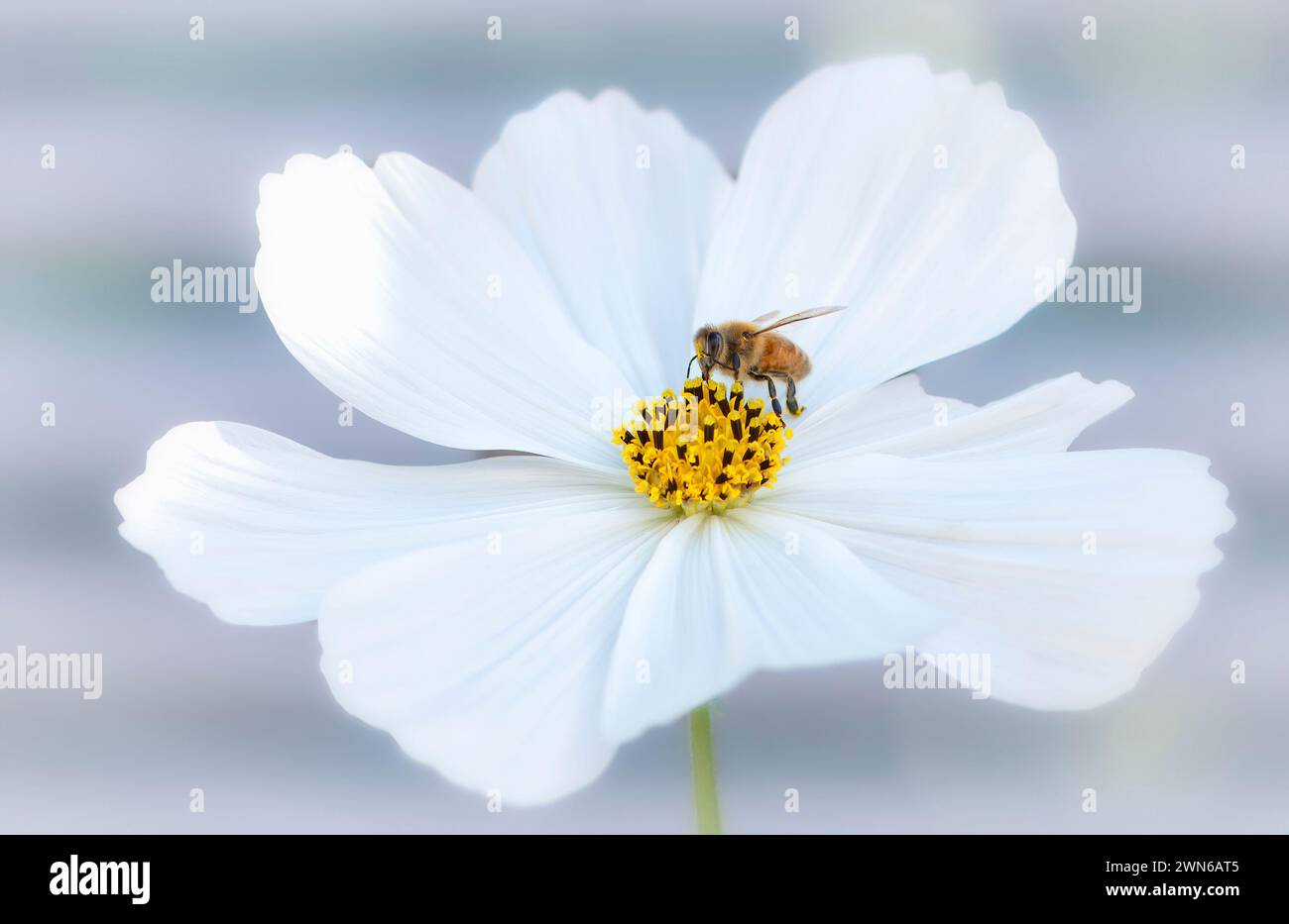 Macro of a honey bee (apis) on a white cosmos flower. Soft background. Stock Photo
