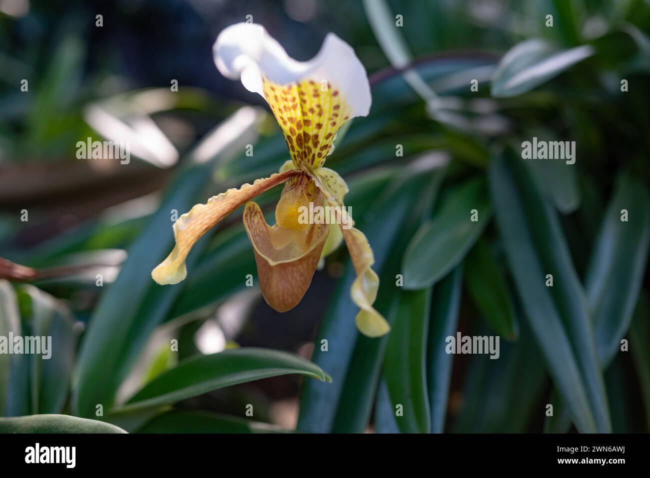 White and yellow flowers of slipper orchid on green leaves and sunlight bokeh Stock Photo