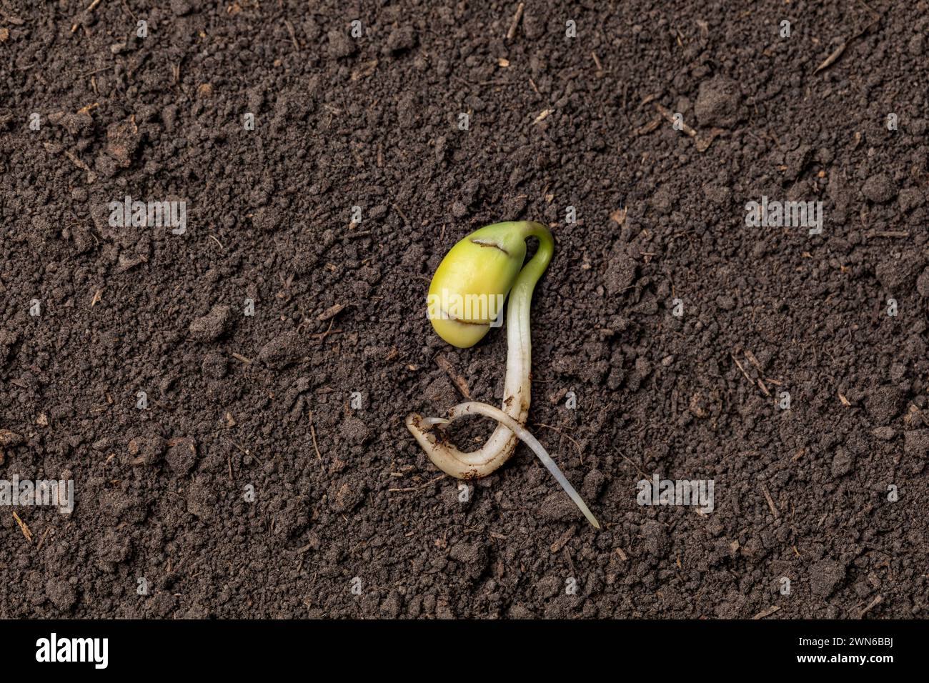 Closeup of soybean seed germination in soil of field. Agriculture, agronomy and farming concept. Stock Photo