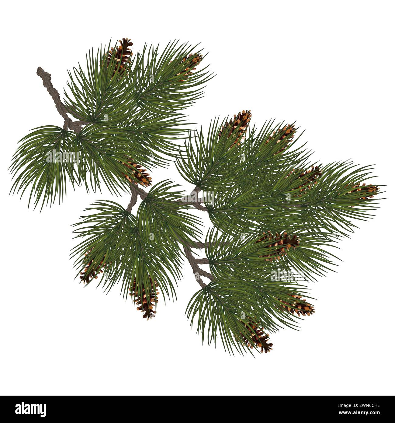 Christmas decoration,  pine branch, pine cones . winter, New Year concept. for New year cards, banners, headers, party posters. Stock Photo