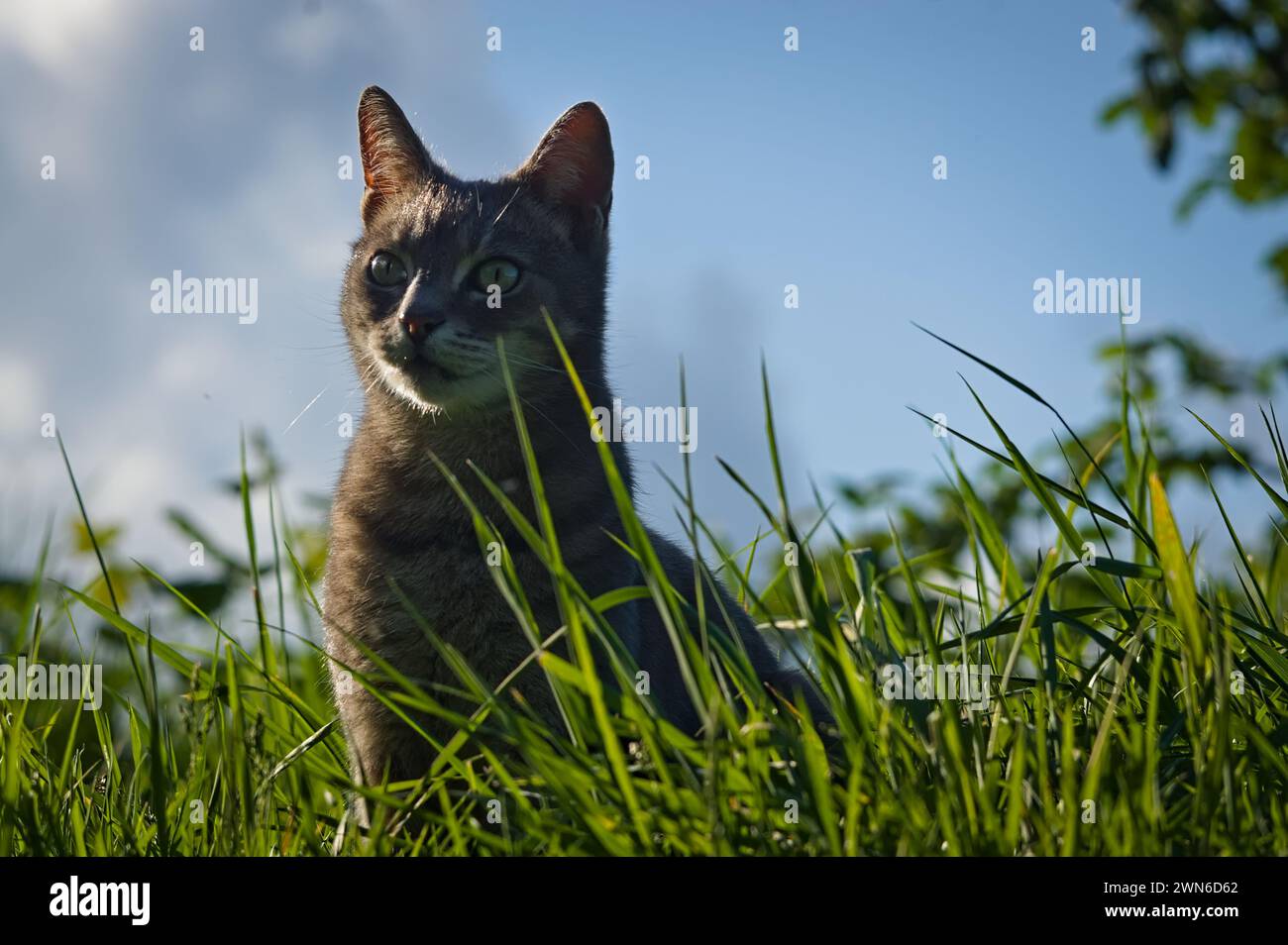 a tabby cat with green eyes sitting in long grass with sun flare Stock Photo