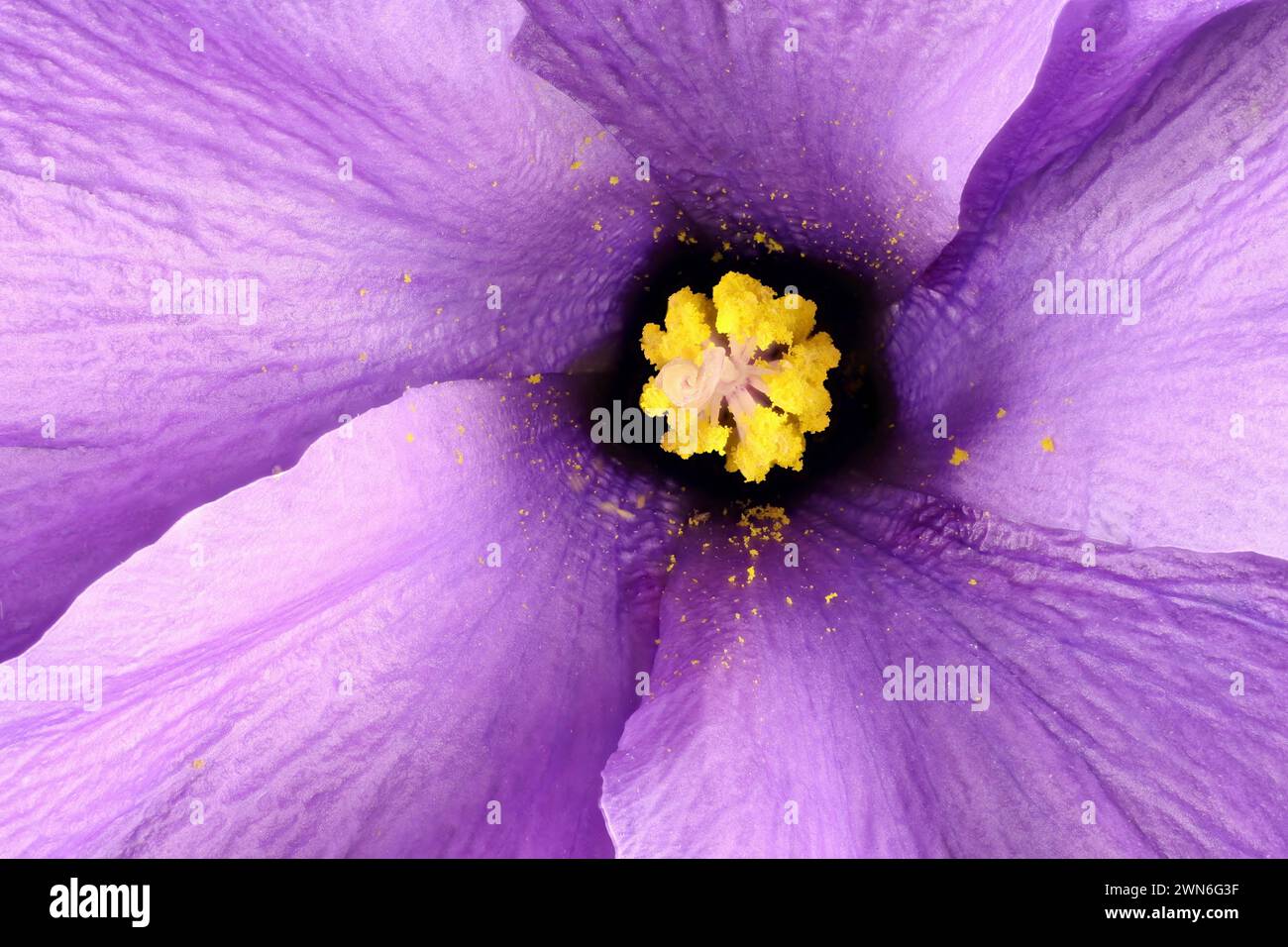 Isolated Australian native Hibiscus (Alyogyne huegelii) showing
