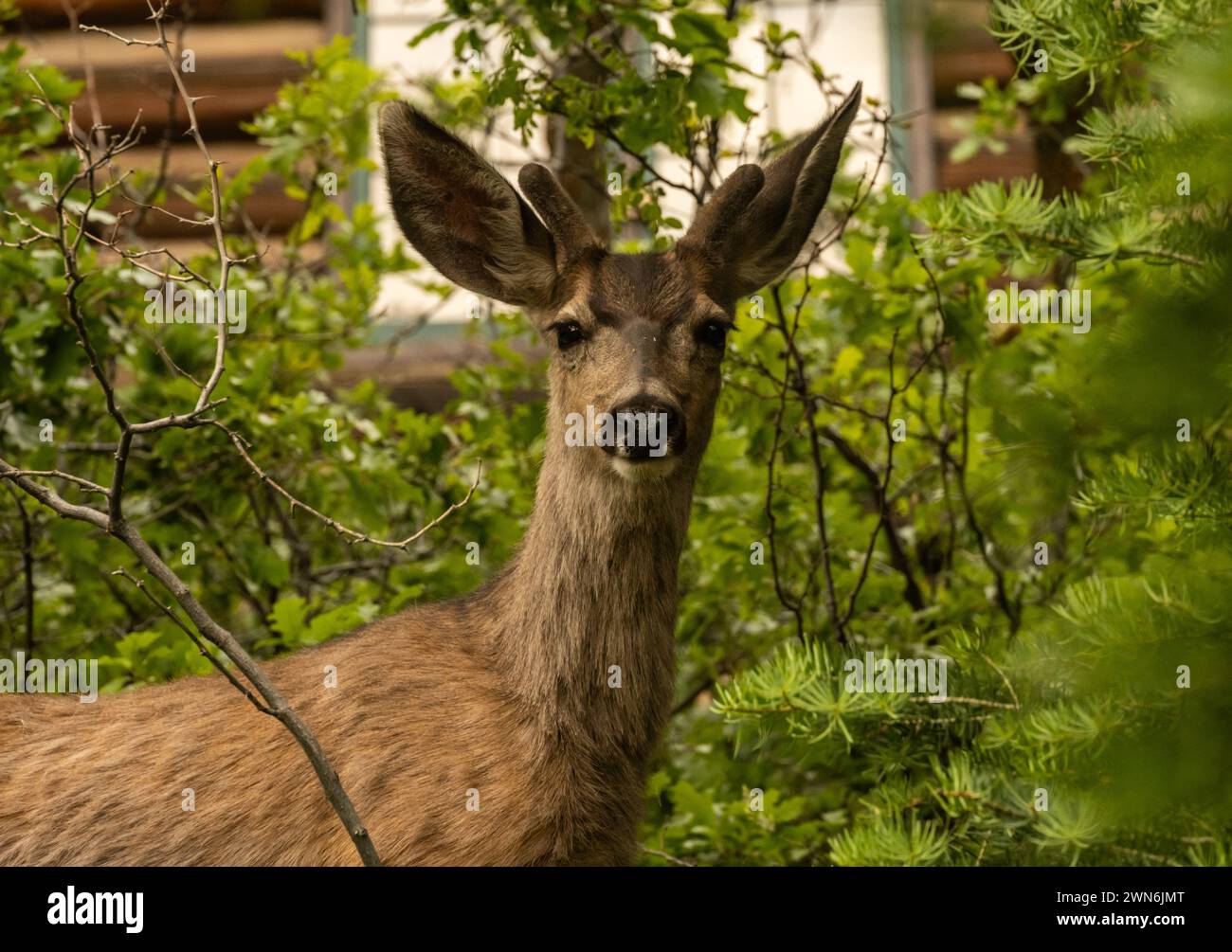 Small Male Deer Pops Up On The North Rim Of Grand Canyon in summer Stock Photo