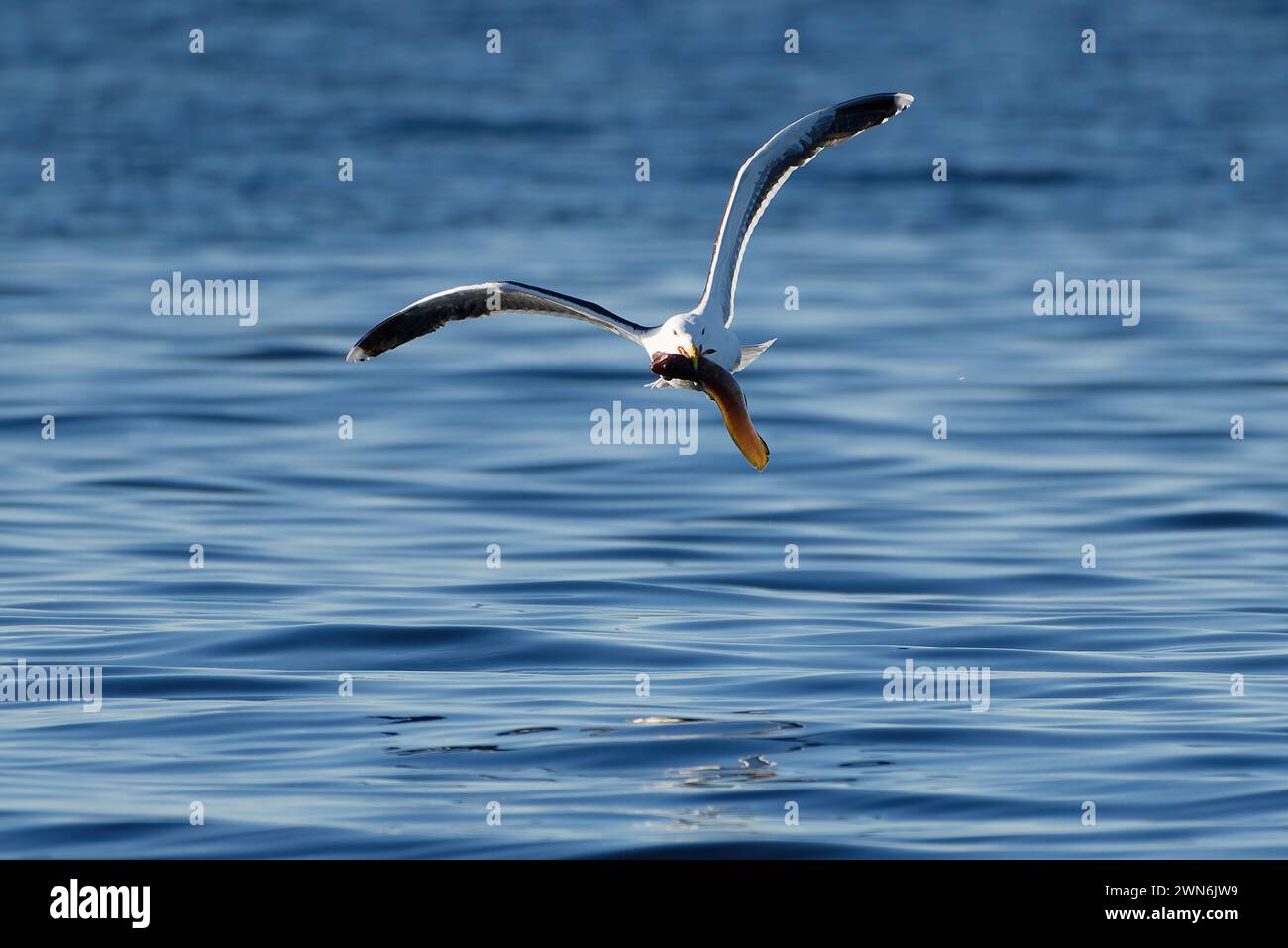 A great black-backed gull flying over sea water with fresh cusk catch in the Arctic Ocean in Northern Norway. Stock Photo