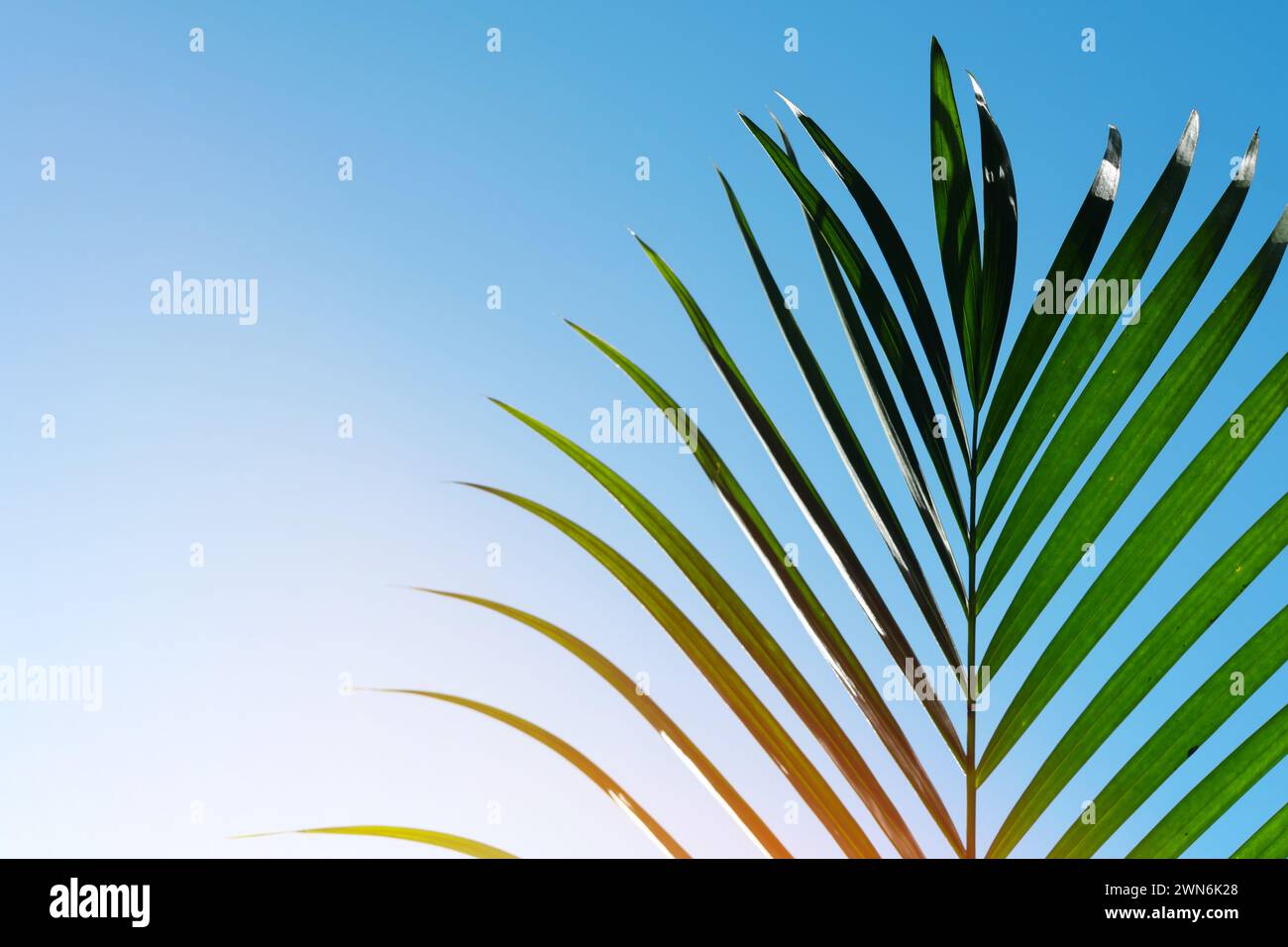 Palm summer tropical leaf hi-res stock photography and images - Alamy