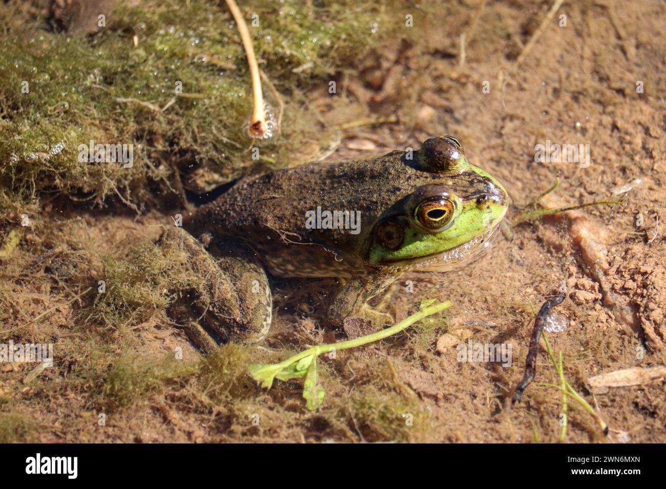 American bullfrog or Lithobates catesbeianus resting in a shallow pond at the veteran's oasis park in Arizona. Stock Photo