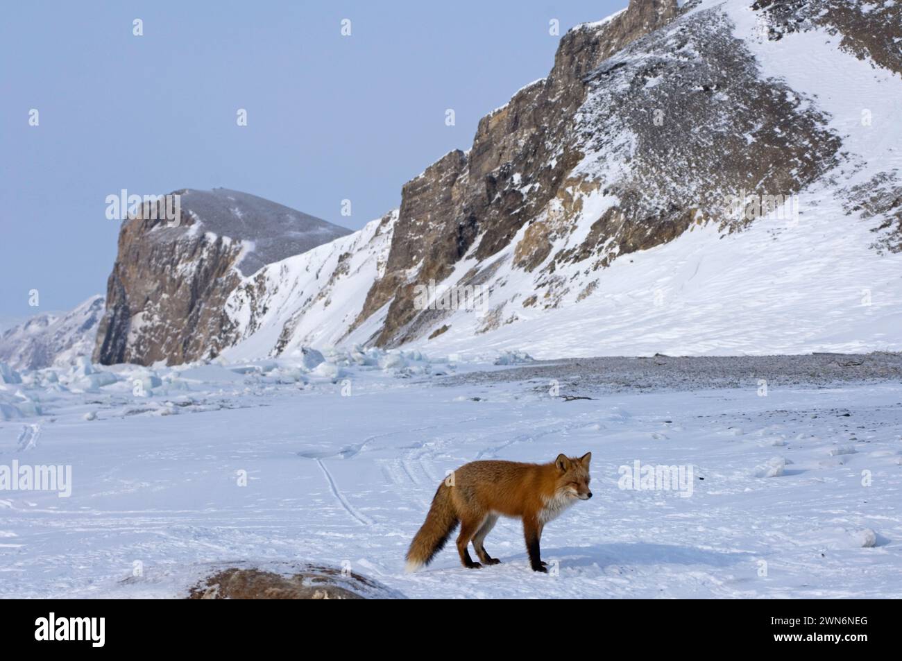Cape Lisburne area red fox scavenging on  walrus western corner of the north american continent from southern end western alaskan arctic alaska Stock Photo