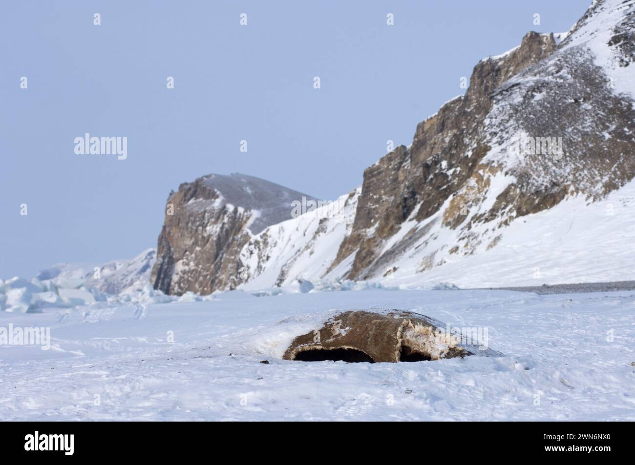 Cape Lisburne area red fox scavenging on  walrus western corner of the north american continent from southern end western alaskan arctic alaska Stock Photo