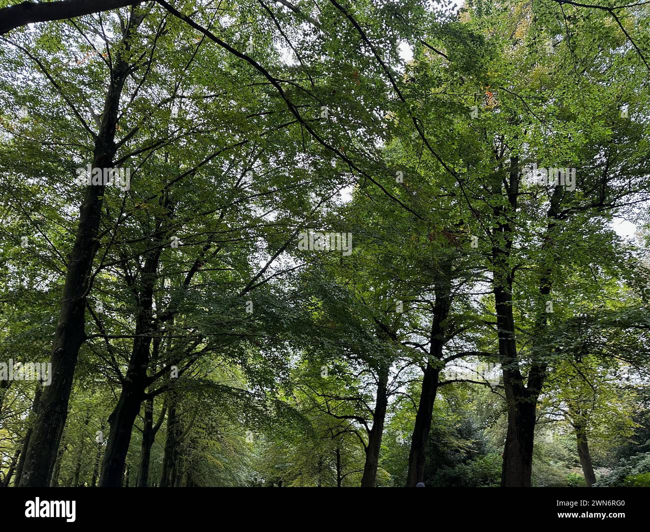High green trees hi-res stock photography and images - Alamy