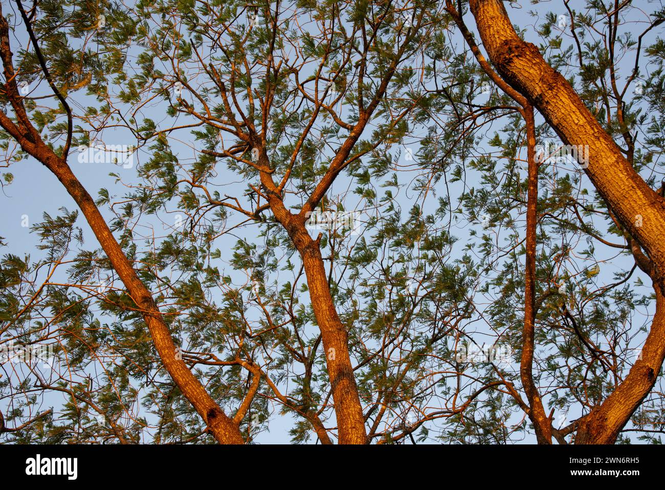 Looking up at a lead tree, leucaena lveruienta, Mission, Texas, USA. Stock Photo