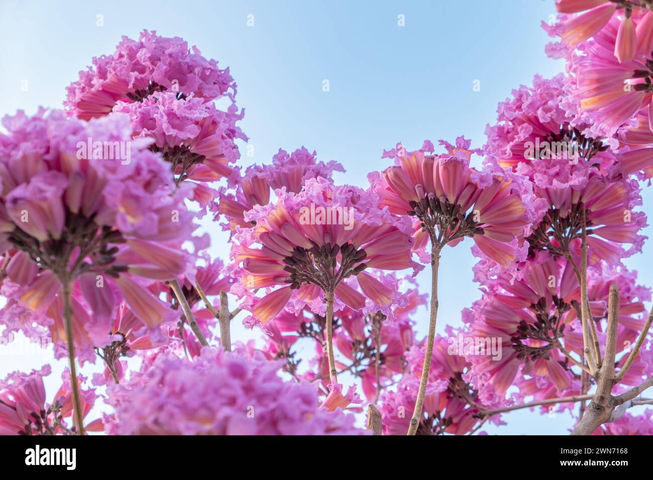 beautiful blooming Tabebuia Rosea or Tabebuia Chrysantha Nichols under blue sky horizontal composition Stock Photo