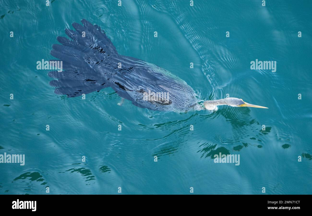 Australasian Darter bird swimming in the blue Harbour sea water, tail feathers fanned out, from above Stock Photo